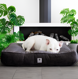 Choosing the Right Bed for Your Pet