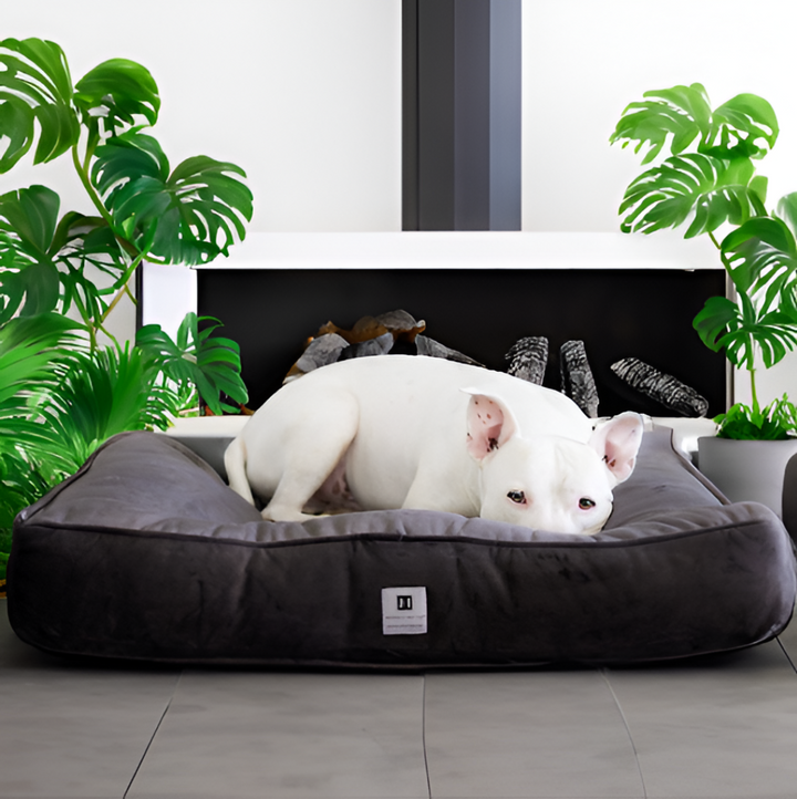 Choosing the Right Bed for Your Pet