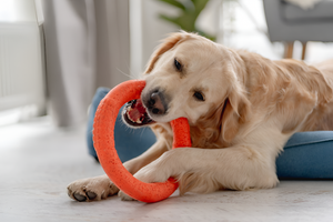 Fun and Safe Toys for Every Pet
